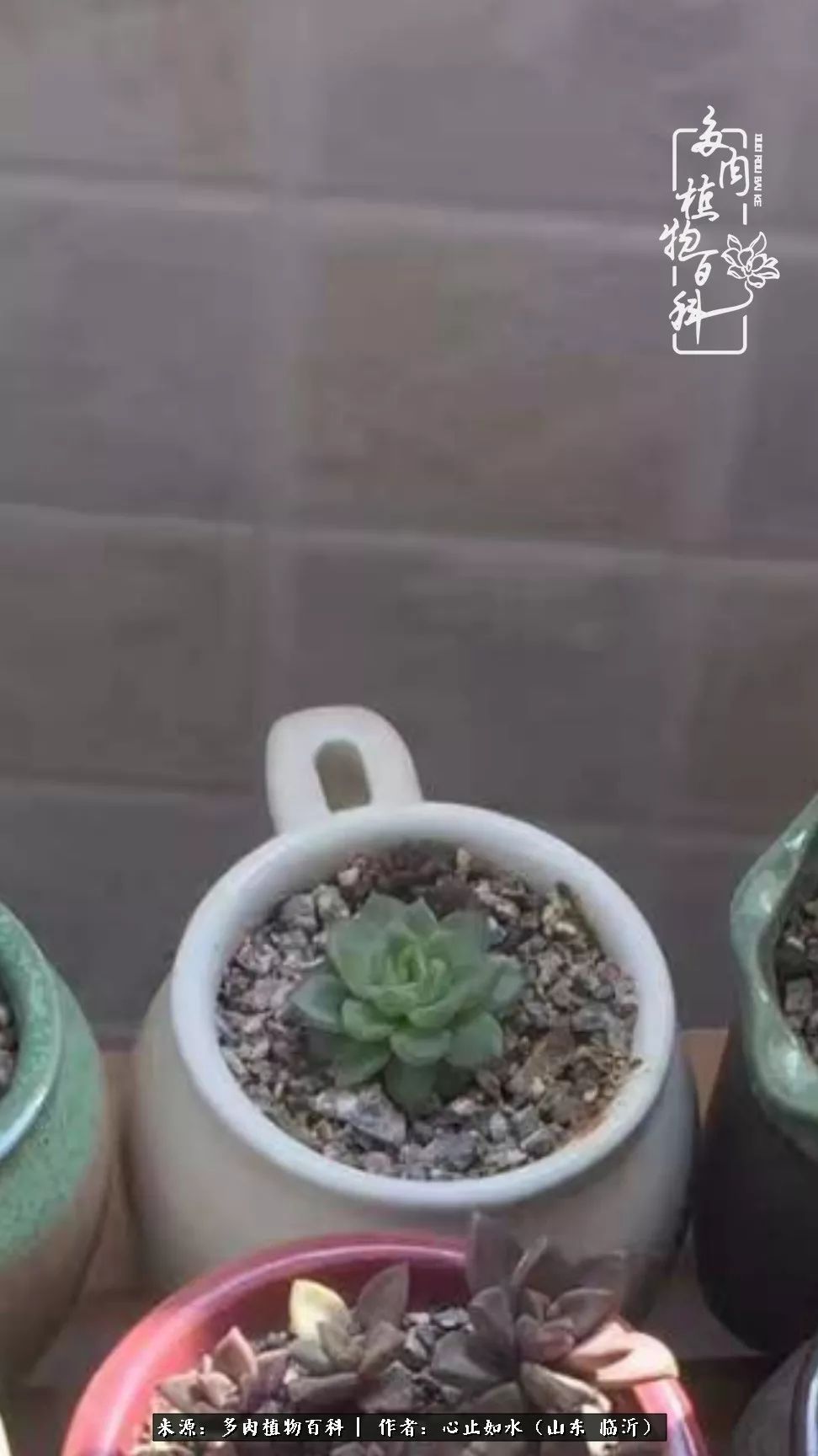 养多肉不只是说说而已,只要肯用心,它们绝对不会辜负你!