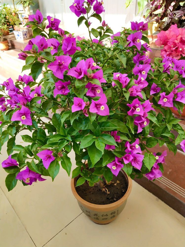 喜欢菊花，不如养盆此款花卉，似佳人起舞，婀娜多姿