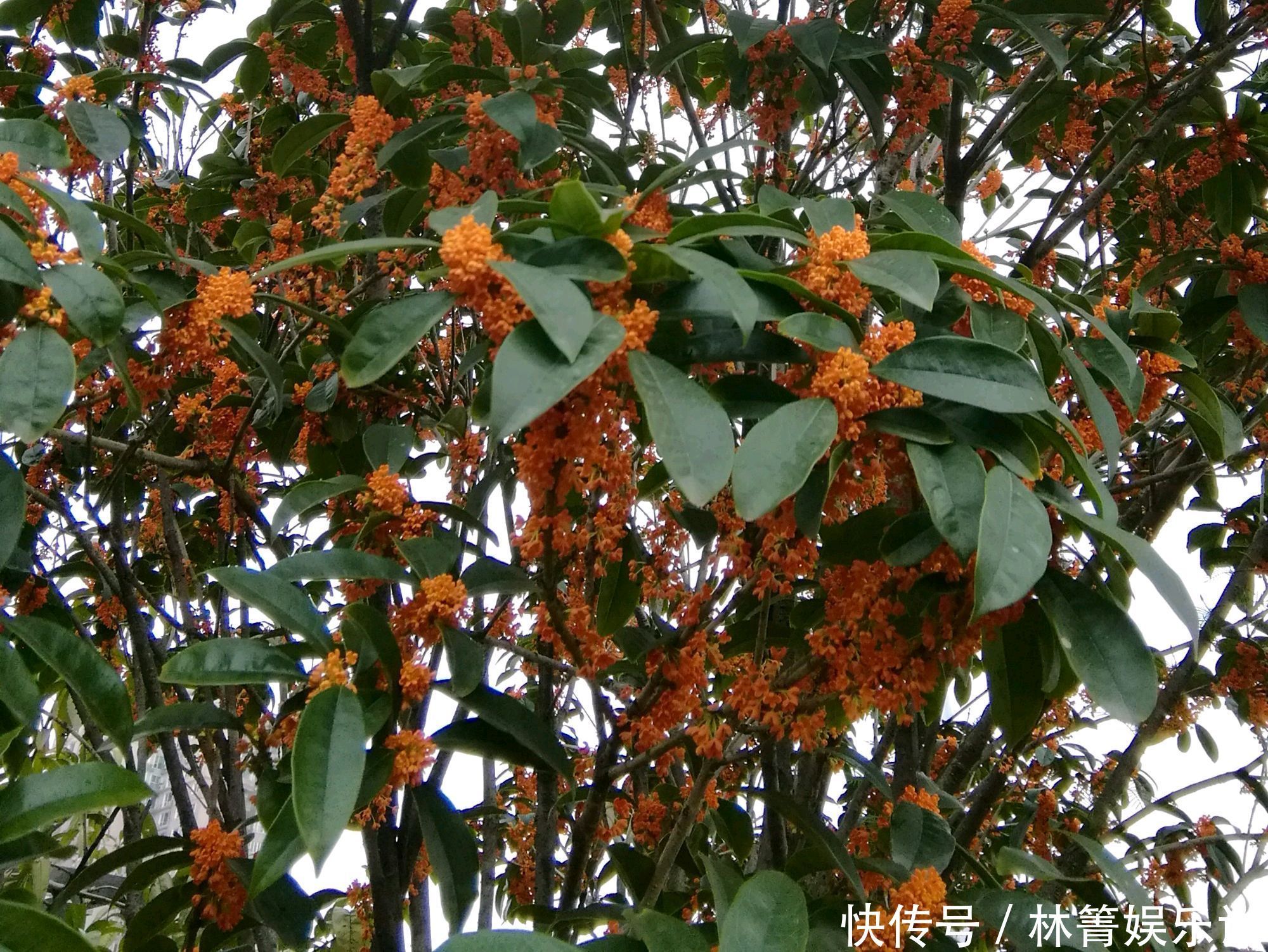 谢花|值得养护的两个桂花品种，开花浓香易爆盆，一年可以连续开三茬花