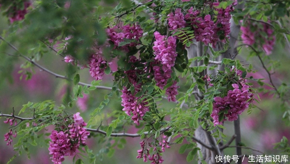 李晨欣：山村四月槐花密，春燕飞来细语呢|诗| 李晨欣