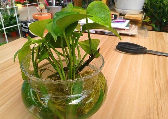 办公室水培绿萝,如何养护到位迎合5点小要求,茎叶四季常青