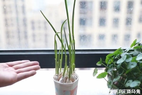 一次性纸杯里放一颗大蒜,摆在阳台作用太棒了,邻居见了纷纷学