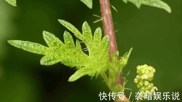 此物|在农村此物亦草亦花,可解蝎子毒马蜂毒,可治中暑消肿止痛!