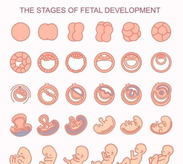 胎盘功能|胎儿大小与实际孕周不符？不仅仅是“算”错了，还有这9个原因！