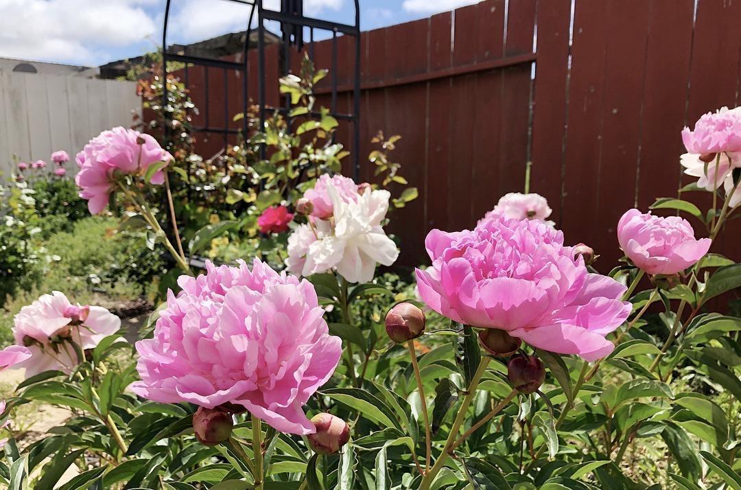庭院里养“四种花”,漂亮大气又好养,三季有花四季有景