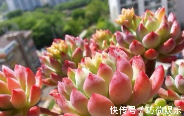 学会给多肉''喷水'',上色容易还好看,1招搞定叶子不着色的难题