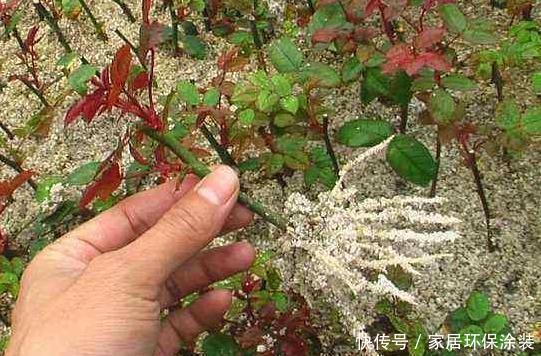 “扦插”不生根给它放点“调料”,枝条泡一泡,3天冒出大白根