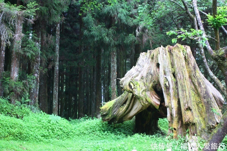 亚洲树王2300岁高龄，就在阿里山，需十几人才能合抱
