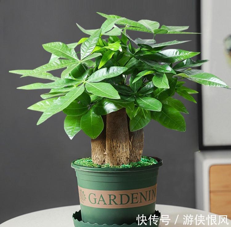 天气冷气温低,这些花要干养,少浇水才不易受冻和烂根