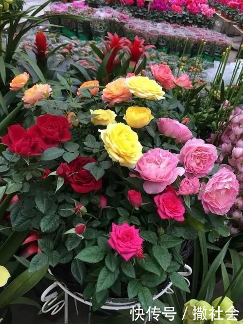 如果你有5个“坏习惯”,恭喜你,是养花高手!