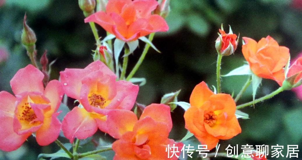 钻石|这一类月季被称为钻石月季,花色绮丽动人,最适合盆栽家养