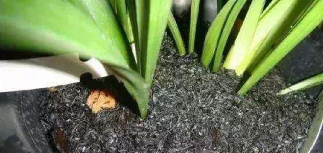 害虫|夏天养花，花盆里小虫子多，6种除虫“小技巧”，一学就会