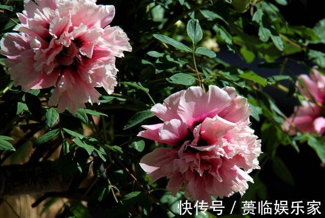 吉祥|小商小贩也需要养花这3种花招财又聚财,越早知道越好,别不信