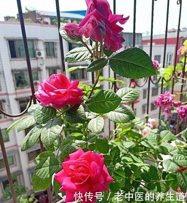 再冷也不怕的三种花卉,开出大朵大朵的花儿,香气阵阵!