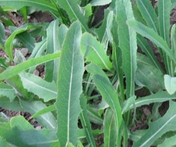 救命草|农村的这一种“救命草”,以前被人嫌弃,殊不知竟竟是养生良药!