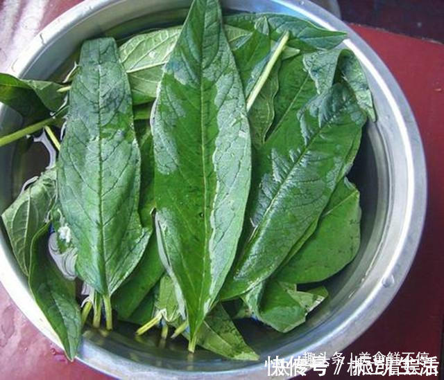 芝麻|很多人都只吃种子，实际叶子才是真宝贝，20一斤供不应求