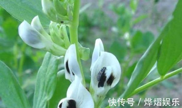 垃圾|人到中年想长寿,不妨多吃三种食物,清除肠道垃圾,身体棒棒哒