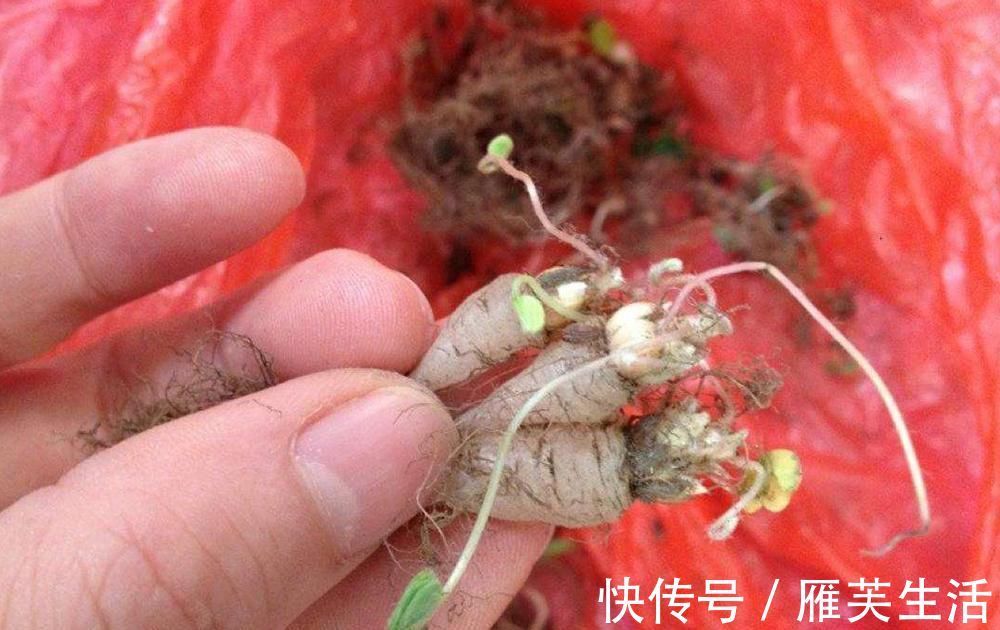 野菜|人称“土人参”,儿时挖来当糖吃,如今一斤10元,稀罕少见