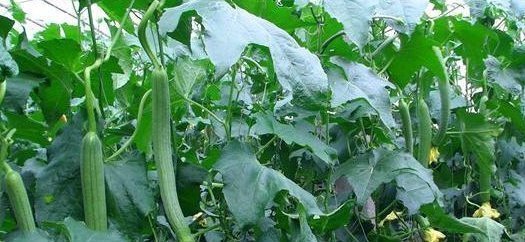 地方|吃丝瓜能抗癌止咳，但效果最好的地方都被扔了，后悔现在才知道