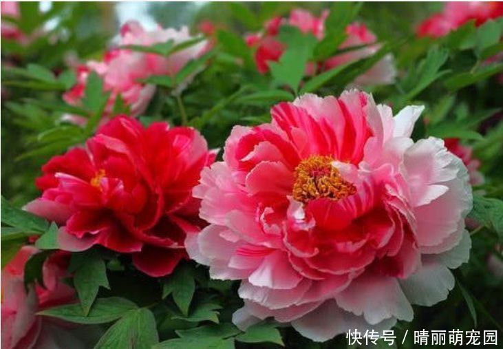 香气扑鼻|养花就养个花期长的,年年开花漂亮好闻,入手不后悔