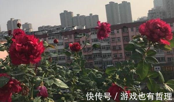 花朵|30个浓香月季品种，你喜欢哪一种养一棵满院飘香！