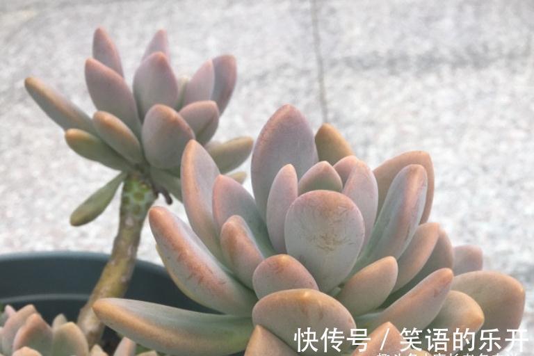 多肉冬美人冬天施肥?也可以,但用肥有讲究,不然会变“冬霉人”