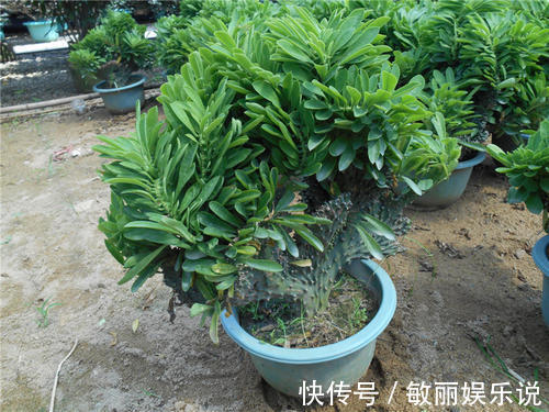 五树六花|老花农都爱养的四大辟邪花卉，养一盆避邪镇宅，你家养了没？