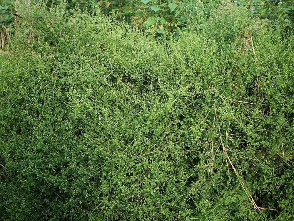 满身是刺，常被当成农田害草，殊不知价值很高，曾是古代植物染料