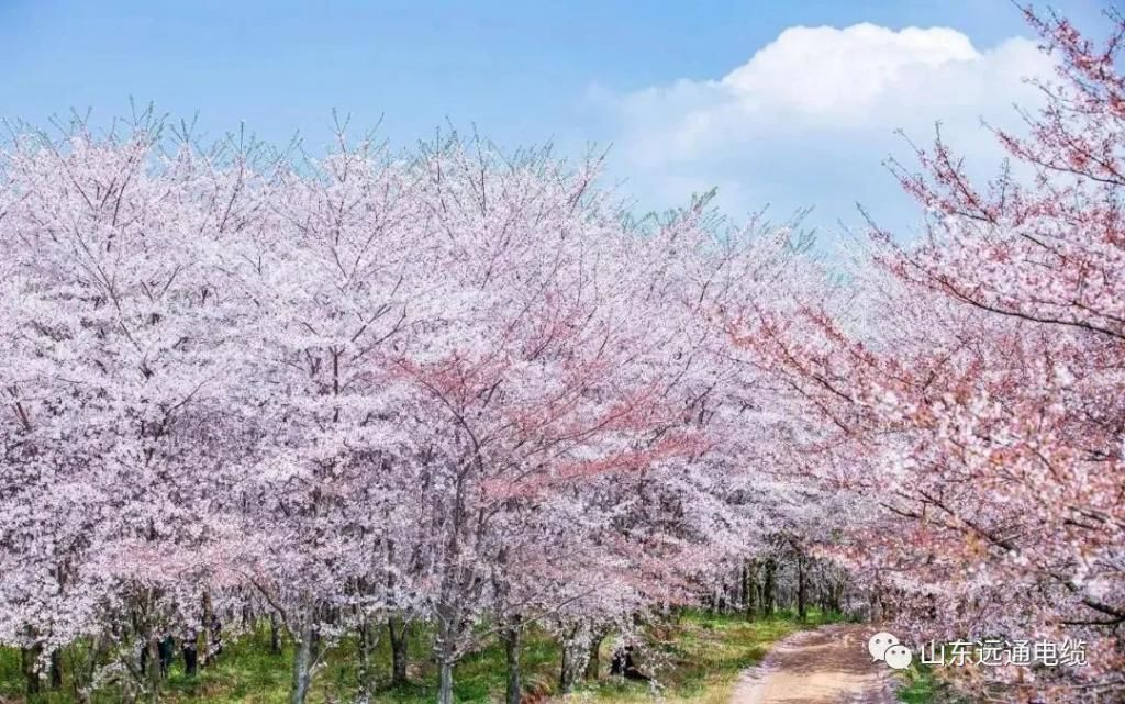 又是一年赏花时！踏春攻略，浪漫花与海