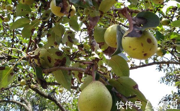 日灼病|把梨树种成这样也是服了，本来是完全不会发生的，现在基本无救了