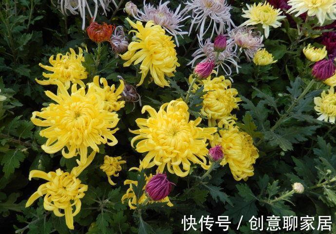 桂花|6种“黄金花”,秋天最好养,客厅摆一排,财气满满花爆棚