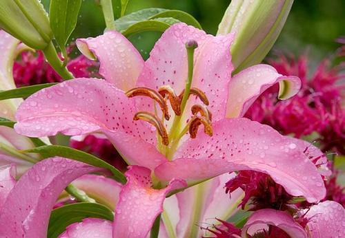白卧龙|农历7月6号起,最适合养这些花,开花勤爱爆盆,绚丽夺目