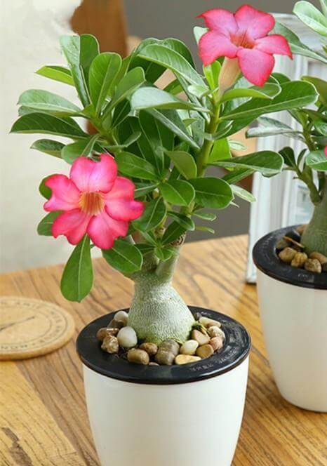 沙漠玫瑰这样养,鼓起“大象腿”,腿上“全营养”,开花也不瘦