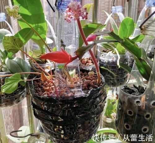 别再看不上塑料瓶，学会这些妙招，它堪当“养花神器”