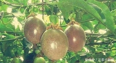 西番莲|西番莲消炎止痛、降脂降压,掌握三点,种出优质高产的西番莲来