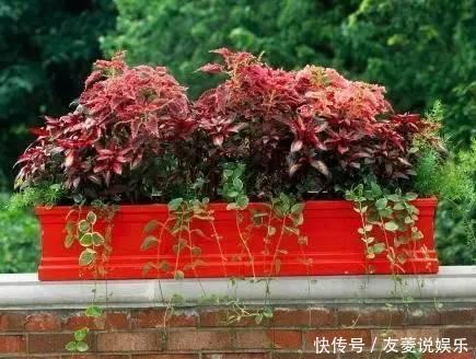 花叶蔓|花友们窗台养什么花,看完认识那么多植物!