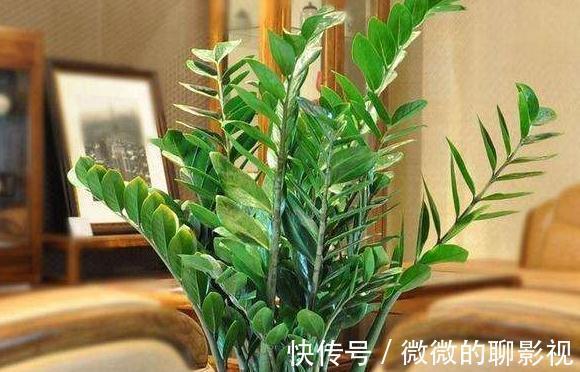 冬天室内养3种花，耐阴又好养，懒人都能养爆盆，观赏价值高