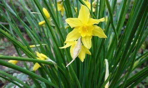 养花试试这几款,花期长达半年赏心悦目