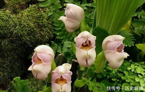 养花就养一盆世界上最奇特的花 安古兰 花朵似襁褓中的婴儿 快资讯 养花就养一盆世界上最奇特的花 安古兰 花朵似襁褓中的婴儿 快资讯