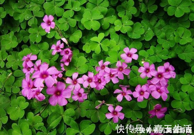 马路边常见“3种草”,养花盆里变“盆景”,好看又值钱!