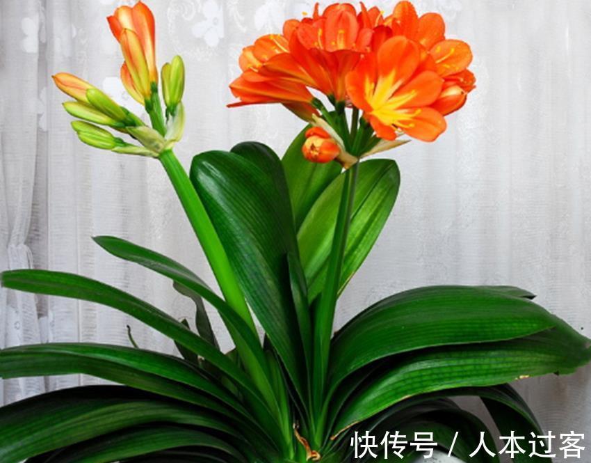 养殖|三种不花钱的植料，用来养殖兰花和君子兰真不错，经验分享