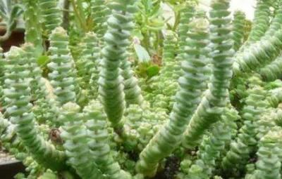 为何别人的肉肉轻松就爆盆,原来他们种了这种会生“宝宝”的多肉