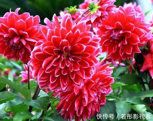 红霞|5种花是花中劳模,一年四季开花不断,繁花似锦,开花娇艳