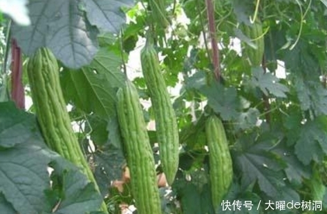 苦味素|夏天最适合吃的食物,解热祛暑,降脂减肥,防癌,你们都知道吗?