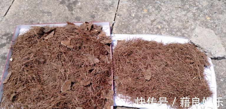 腐叶土|该怎么调配土壤?摸清这3种介质的特性,养花不愁土质不适合