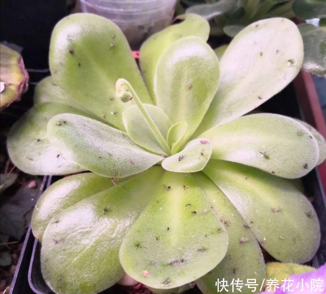 潮湿|花盆里出现小虫子,不用买杀虫剂,往里面扔点“小东西”就管用