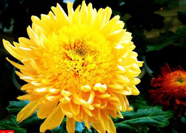 喜欢菊花,不如养盆“珍稀名菊”唐宇托桂,似金蕊金衣,光芒四射