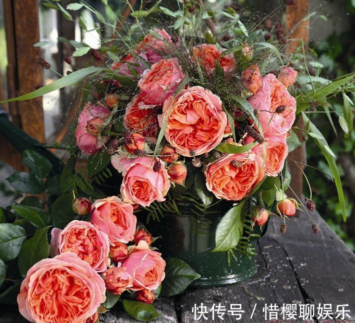 优雅|喜欢牡丹,不如养“高档玫瑰”康沃尔公爵夫人,花开高贵优雅!值