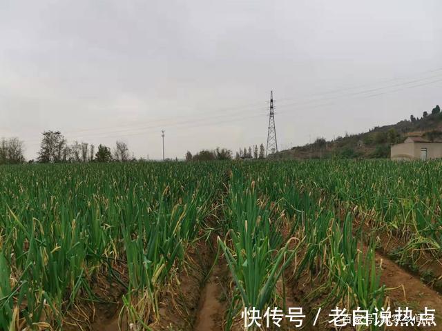 苗发勇|济南章丘大葱价格高，葱农们很无奈，看看他们说的