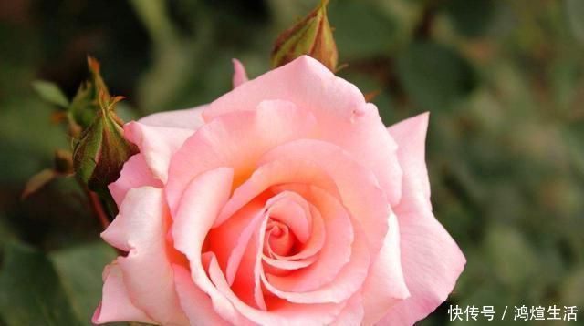 兰花|这3种花不好养,能养旺、开花的人,都是高手